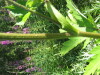 Thumbnail IMG_8240.JPG 