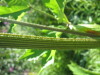 Thumbnail IMG_8241.JPG 