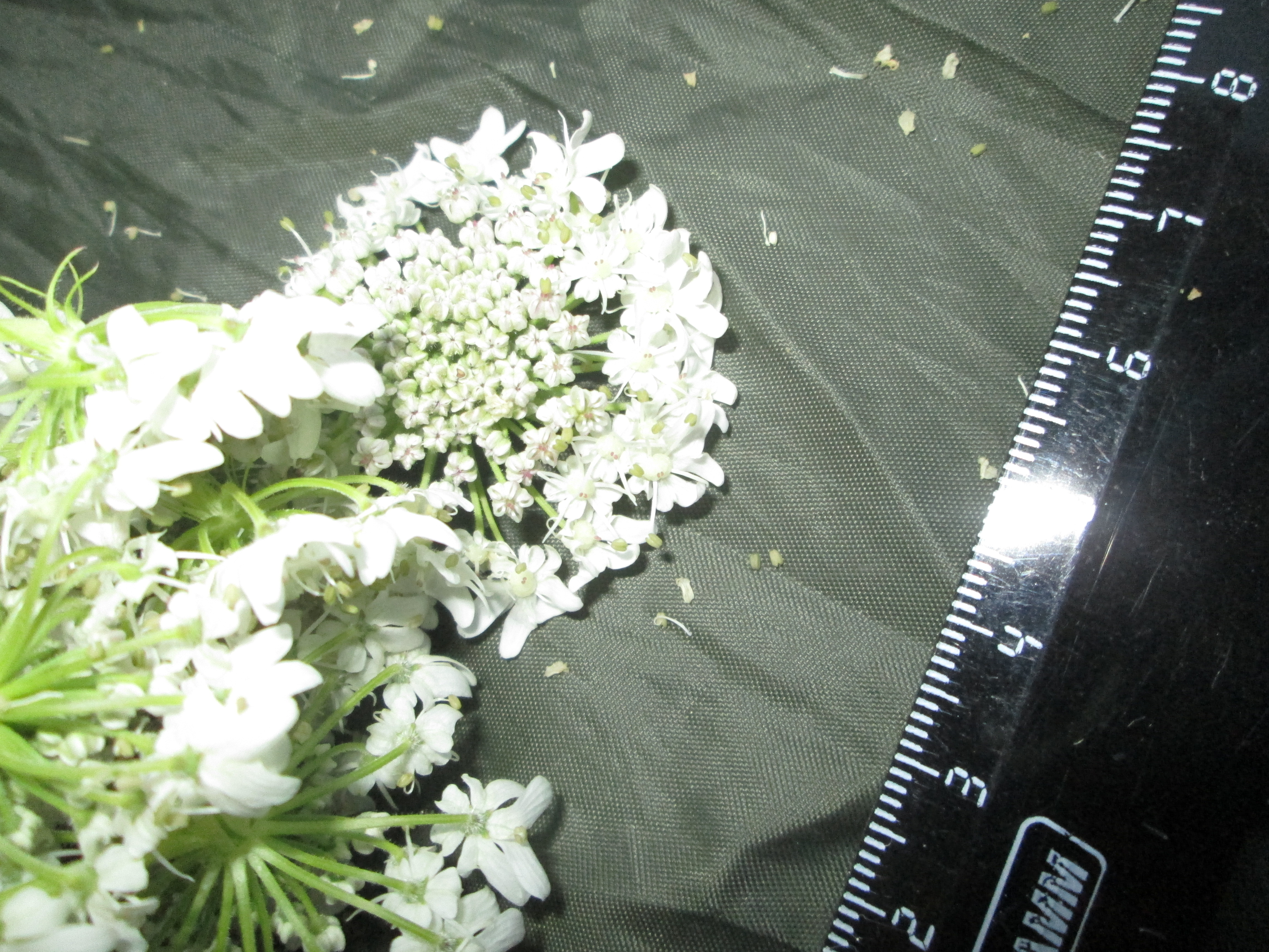 IMG_1900.JPG 