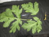 Thumbnail IMG_3228.JPG 