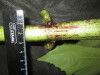 Thumbnail IMG_3229.JPG 