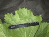 Thumbnail IMG_3230.JPG 