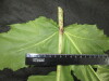 Thumbnail IMG_3231.JPG 