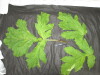 Thumbnail IMG_3232.JPG 