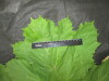 Thumbnail IMG_3233.JPG 