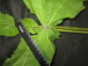 Thumbnail IMG_3235.JPG 