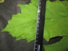 Thumbnail IMG_3236.JPG 
