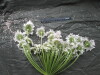 Thumbnail IMG_3237.JPG 