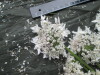 Thumbnail IMG_3238.JPG 