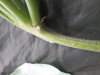 Thumbnail IMG_3240.JPG 