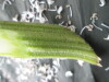 Thumbnail IMG_3241.JPG 