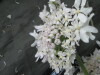 Thumbnail IMG_3242.JPG 