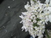 Thumbnail IMG_3243.JPG 