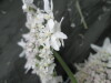 Thumbnail IMG_3244.JPG 