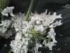 Thumbnail IMG_3245.JPG 