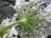 Thumbnail IMG_3246.JPG 