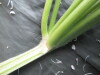 Thumbnail IMG_3248.JPG 