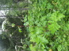 Thumbnail IMG_8248.JPG 