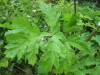 Thumbnail IMG_8250.JPG 