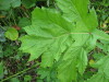 Thumbnail IMG_8251.JPG 