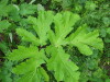 Thumbnail IMG_8252.JPG 