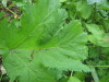 Thumbnail IMG_8253.JPG 
