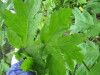 Thumbnail IMG_8254.JPG 