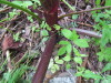 Thumbnail IMG_8255.JPG 