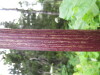 Thumbnail IMG_8258.JPG 
