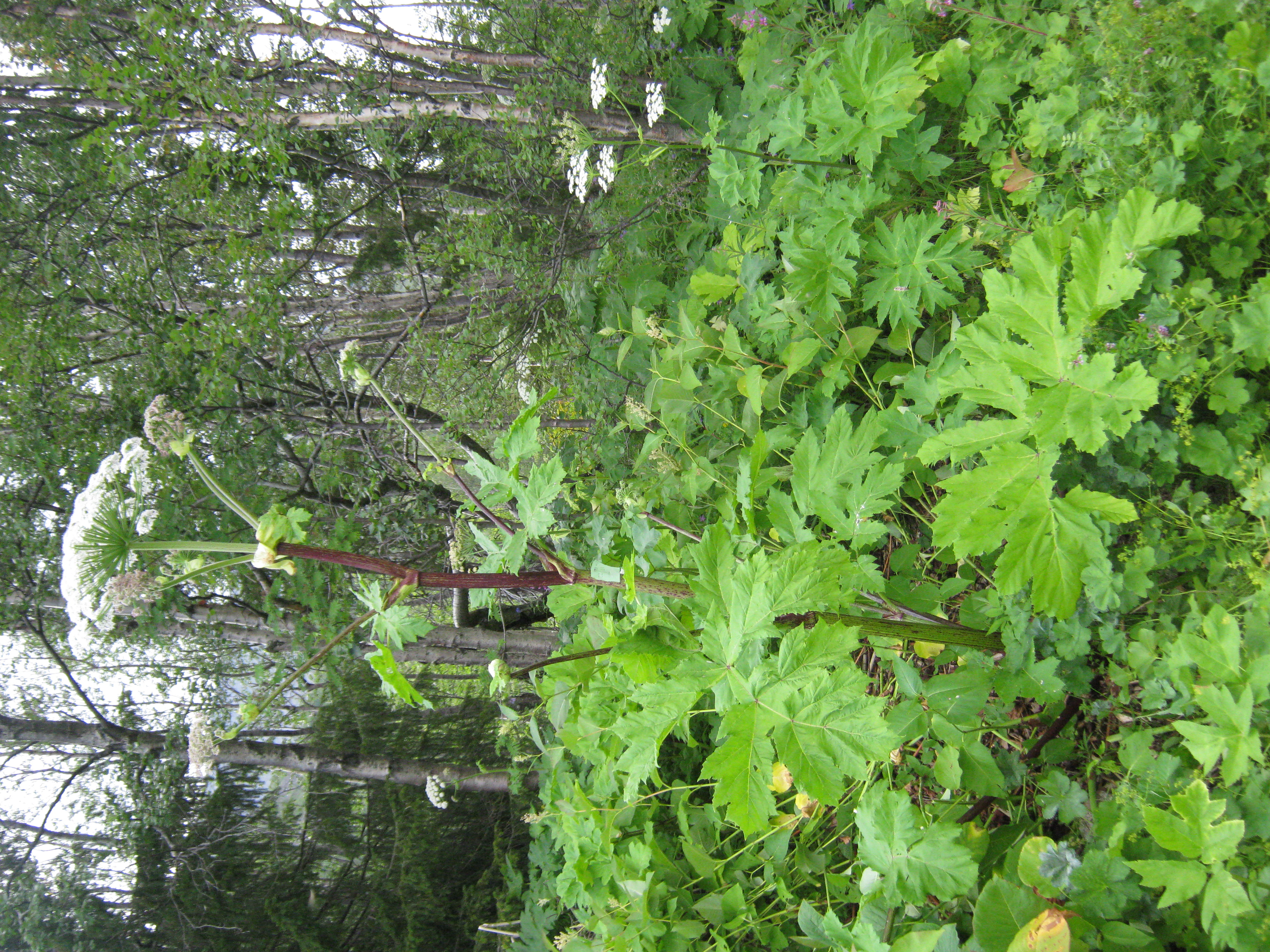 IMG_8249.JPG 