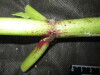 Thumbnail IMG_3133.JPG 