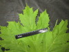 Thumbnail IMG_3137.JPG 