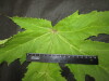 Thumbnail IMG_3139.JPG 