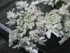 Thumbnail IMG_3142.JPG 
