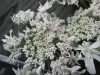 Thumbnail IMG_3144.JPG 