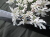 Thumbnail IMG_3145.JPG 