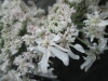 Thumbnail IMG_3146.JPG 