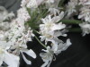 Thumbnail IMG_3147.JPG 
