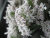 Thumbnail IMG_3149.JPG 
