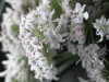 Thumbnail IMG_3150.JPG 