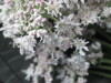 Thumbnail IMG_3151.JPG 