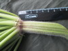 Thumbnail IMG_3153.JPG 