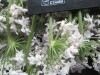 Thumbnail IMG_3155.JPG 