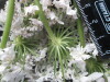 Thumbnail IMG_3156.JPG 