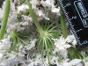 Thumbnail IMG_3157.JPG 
