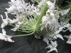 Thumbnail IMG_3158.JPG 
