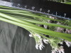 Thumbnail IMG_3159.JPG 