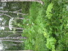 Thumbnail IMG_8263.JPG 