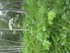 Thumbnail IMG_8264.JPG 