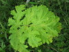 Thumbnail IMG_8265.JPG 
